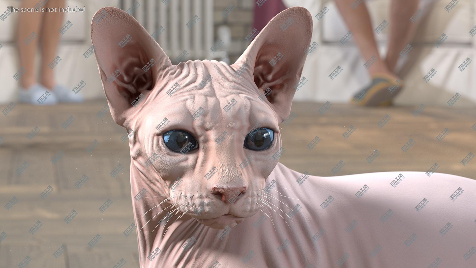 images/goods_img/202104093/3D model Cream Color Sphynx Cat/5.jpg